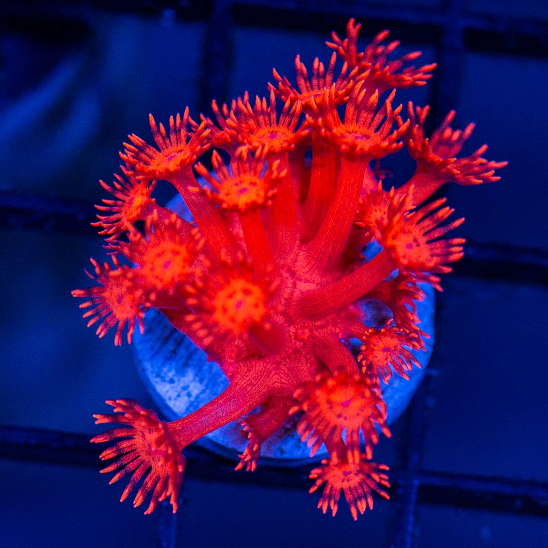 Ultra Goniopora 6A - WYSIWYG Reef Lounge Coral