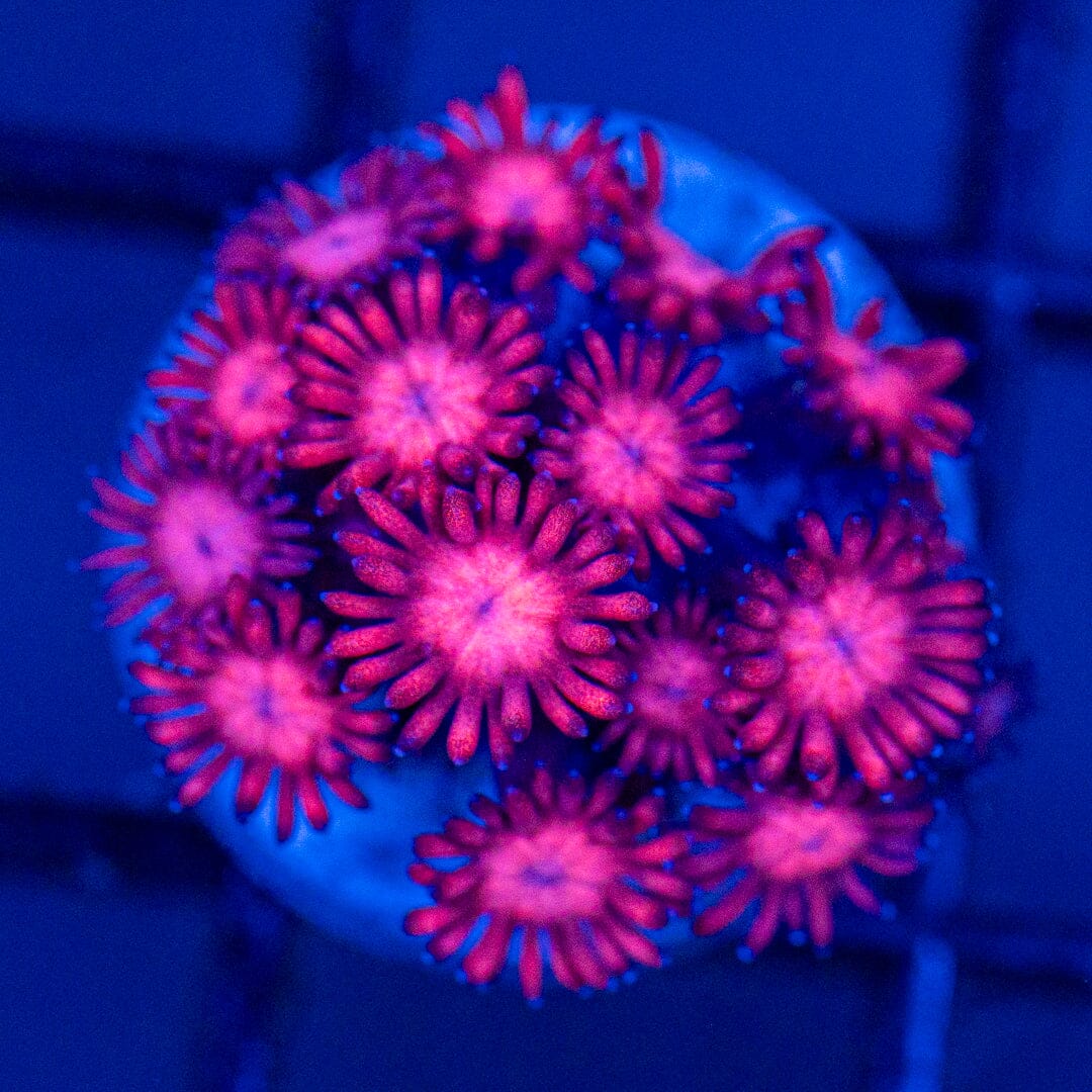 Ultra Goniopora 7A - WYSIWYG Reef Lounge Coral