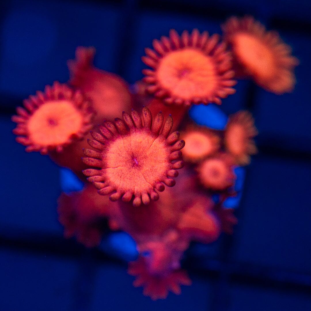 Ultra Goniopora 8A - WYSIWYG Reef Lounge Coral