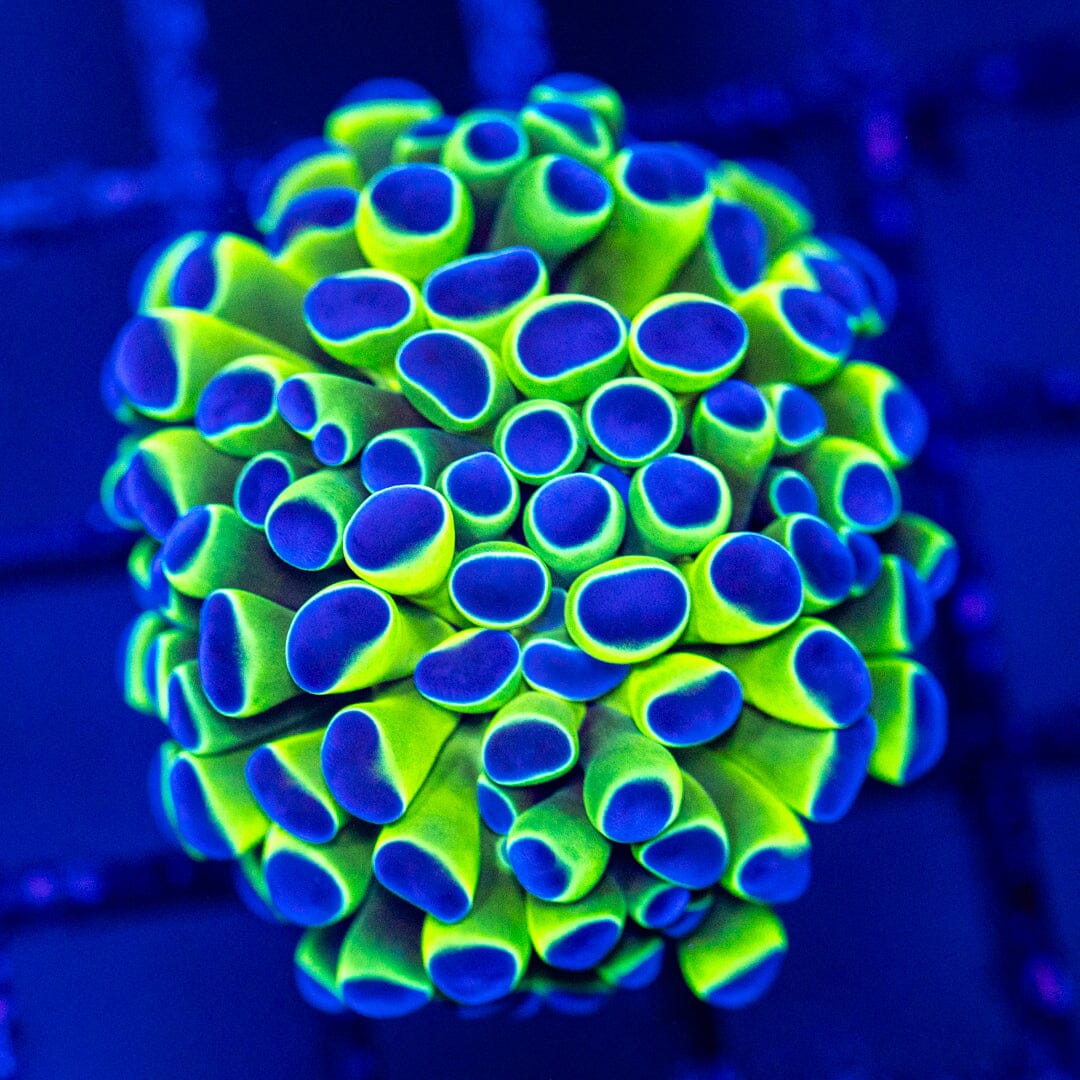 Ultra Neon Bicolor Hammer LPS Coral Reef Lounge USA