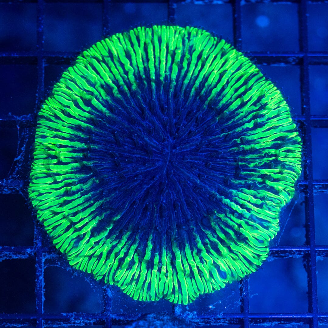 Ultra Plate Coral 6C - WYSIWYG Colony Reef Lounge Norco