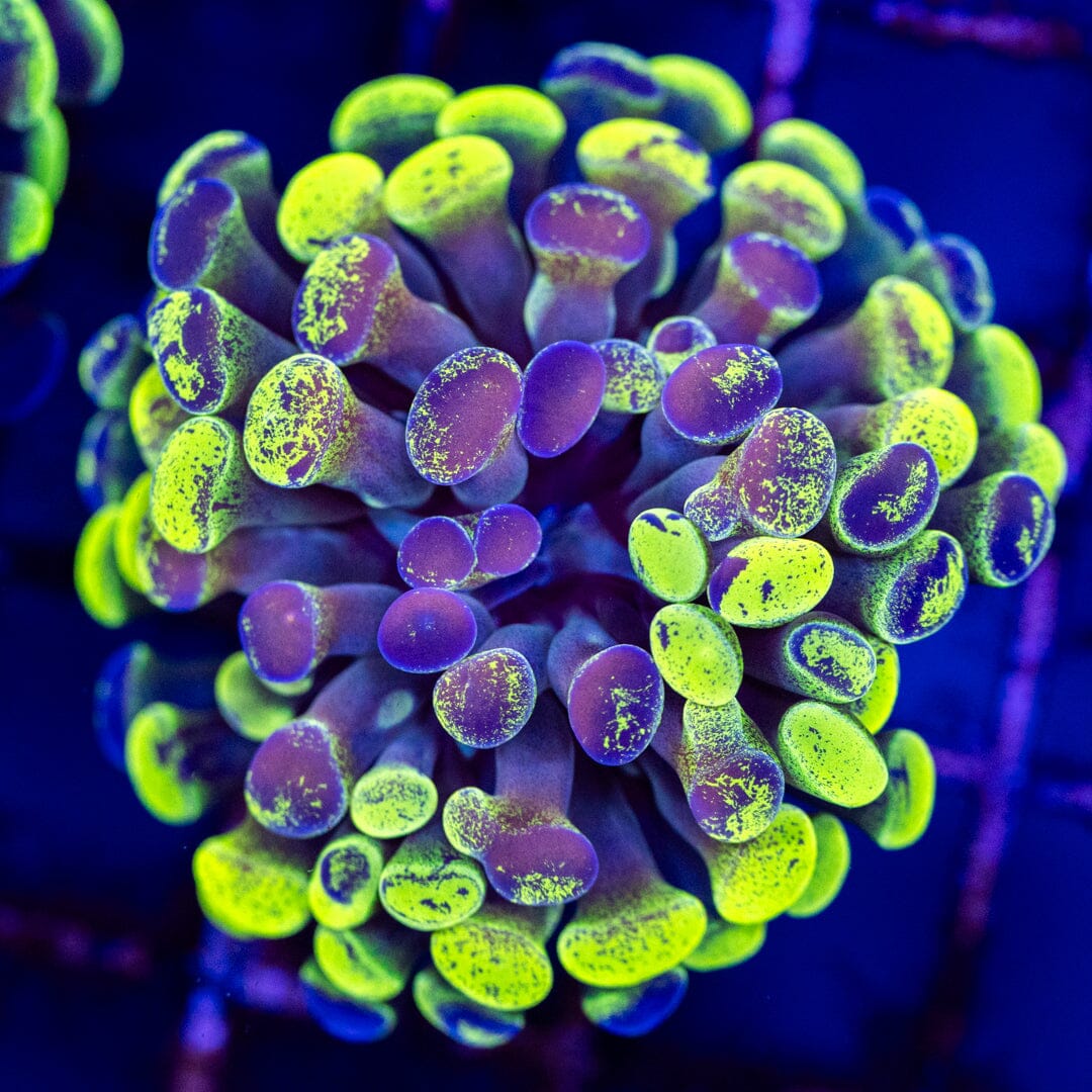 Ultra Splatter Hammer 3A - WYSIWYG Reef Lounge Coral