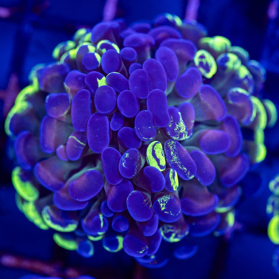 Ultra Splatter Hammer 4A - WYSIWYG Reef Lounge Coral