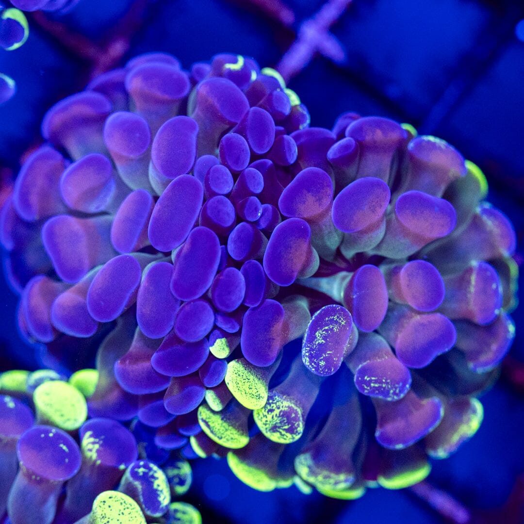 Ultra Splatter Hammer 5A - WYSIWYG Reef Lounge Coral