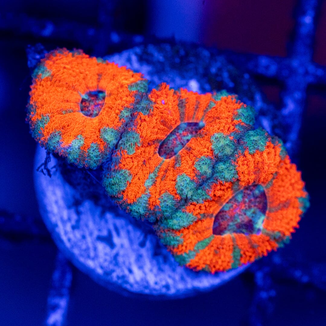 Ultra Strawberry Kiwi Acan #1A - WYSIWYG Reef Lounge Norco