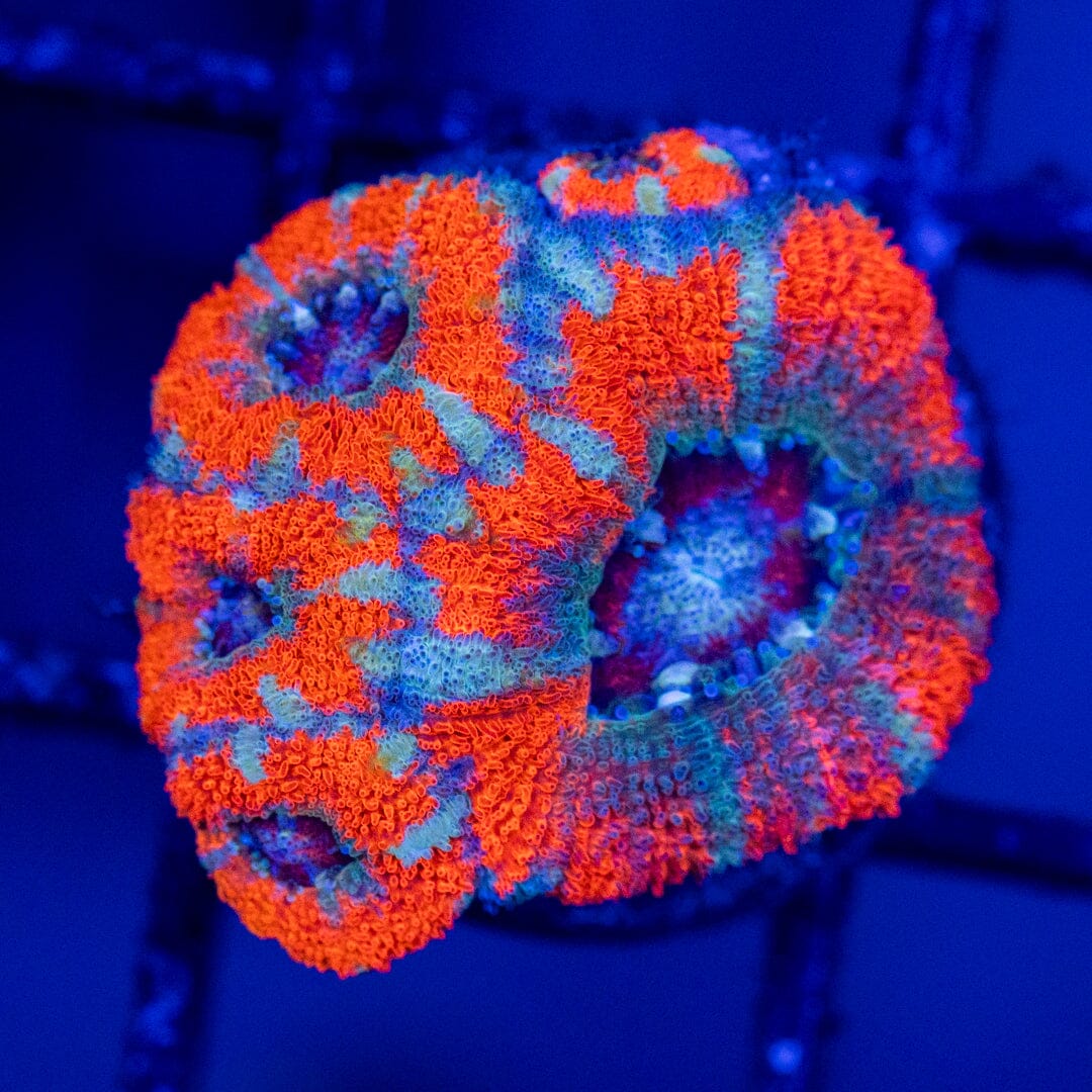 Ultra Strawberry Kiwi Acan #2A - WYSIWYG Reef Lounge Norco