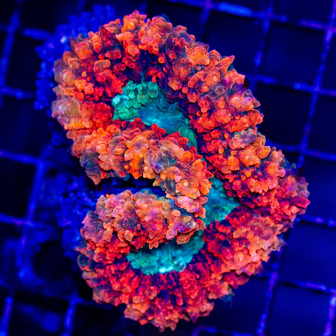 Ultra Symphyllia - WYSIWYG LPS Coral Reef Lounge USA