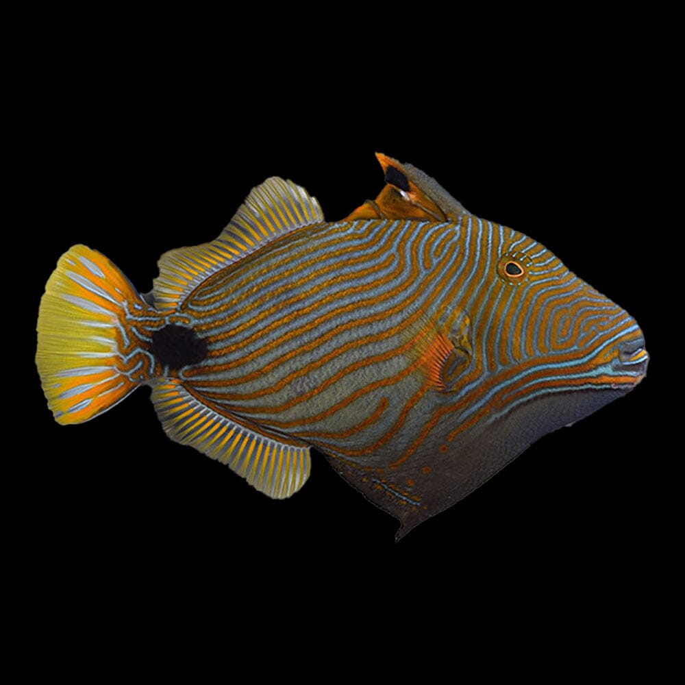 Undulate Triggerfish Fish Reef Lounge USA