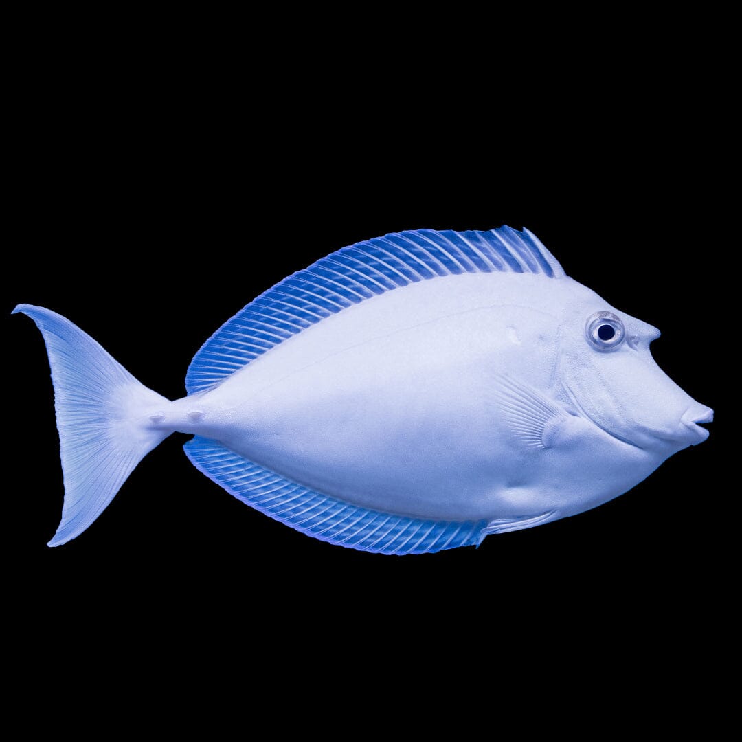 Unicorn Tang Fish Reef Lounge USA