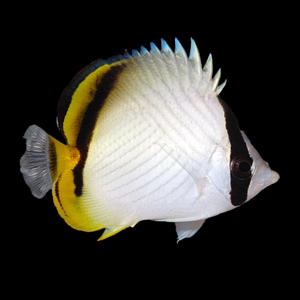 Vagabond Butterflyfish Fish Reef Lounge USA