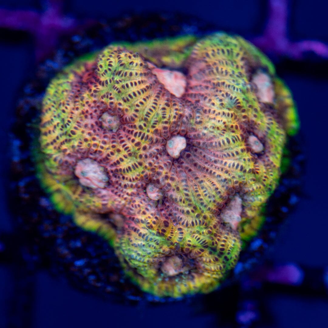 Visine Time Favia Frag - WYSIWYG Reef Lounge Norco