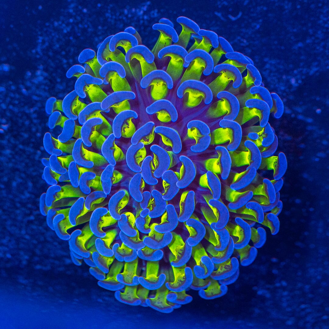 Wall Hammer 2A - WYSIWYG Reef Lounge Norco