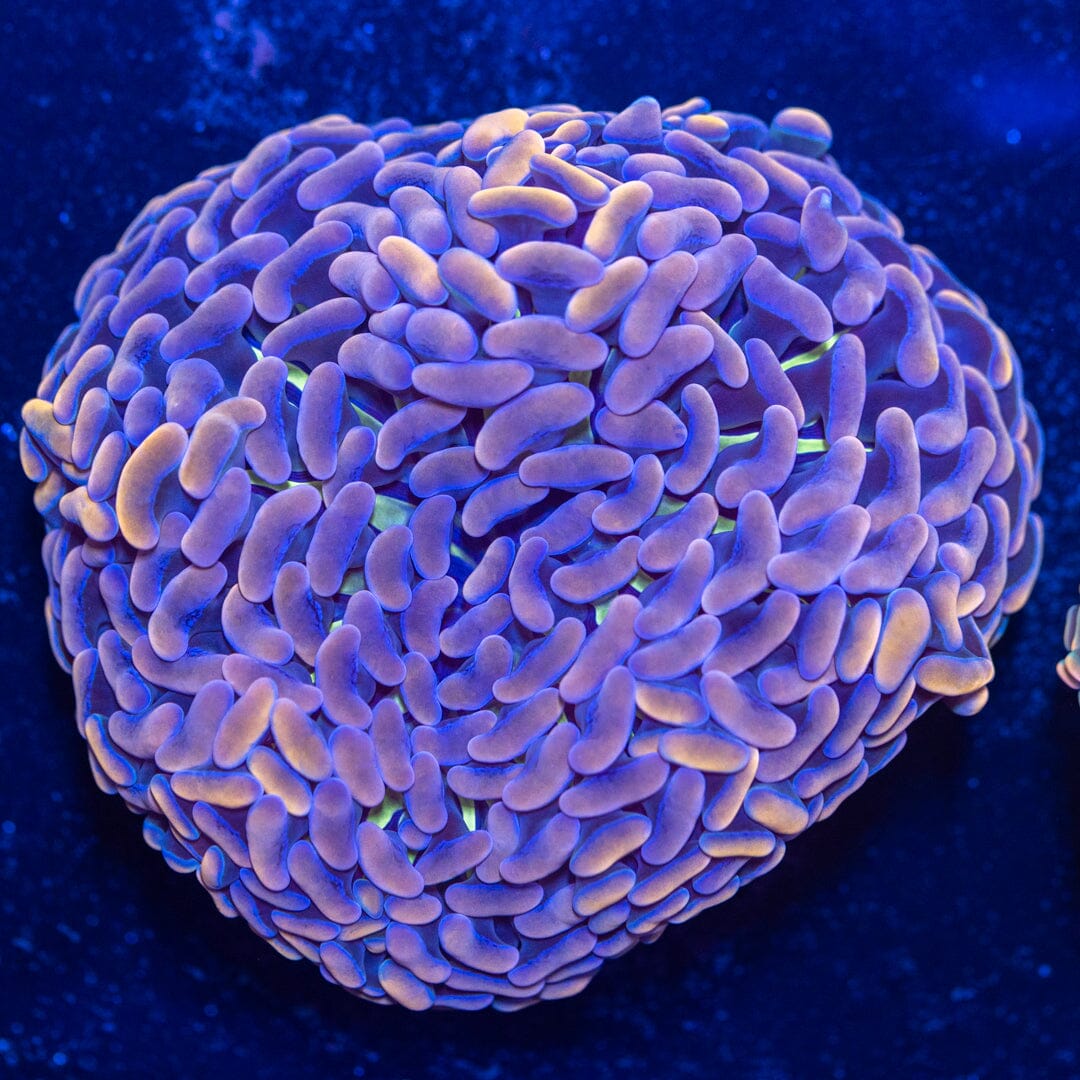 Wall Hammer 4A - WYSIWYG Reef Lounge Norco