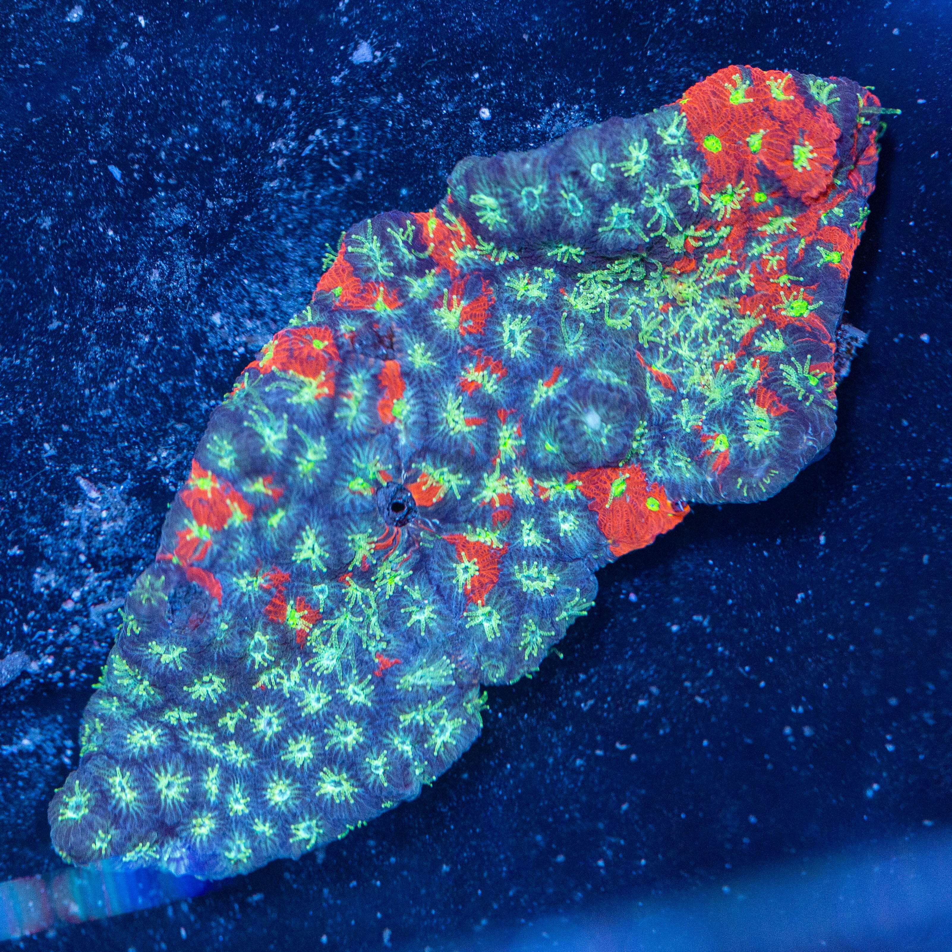 War Coral Colony - WYSIWYG Reef Lounge Coral
