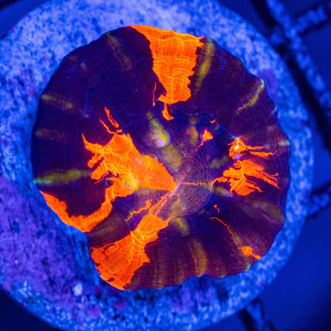 War Paint Scoly (Aquacultured) - WYSIWYG Reef Lounge Norco