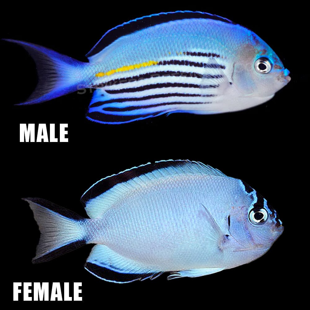 Watanabei Angelfish Fish Reef Lounge USA