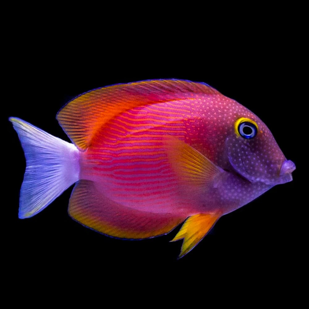White Tail Bristletooth Tang Fish Reef Lounge Coral