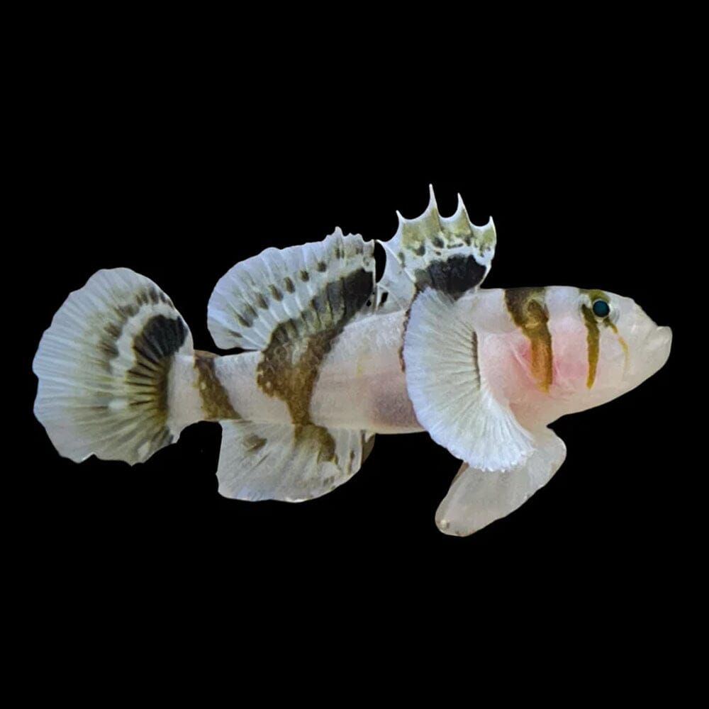 White Tiger Goby Fish Reef Lounge USA