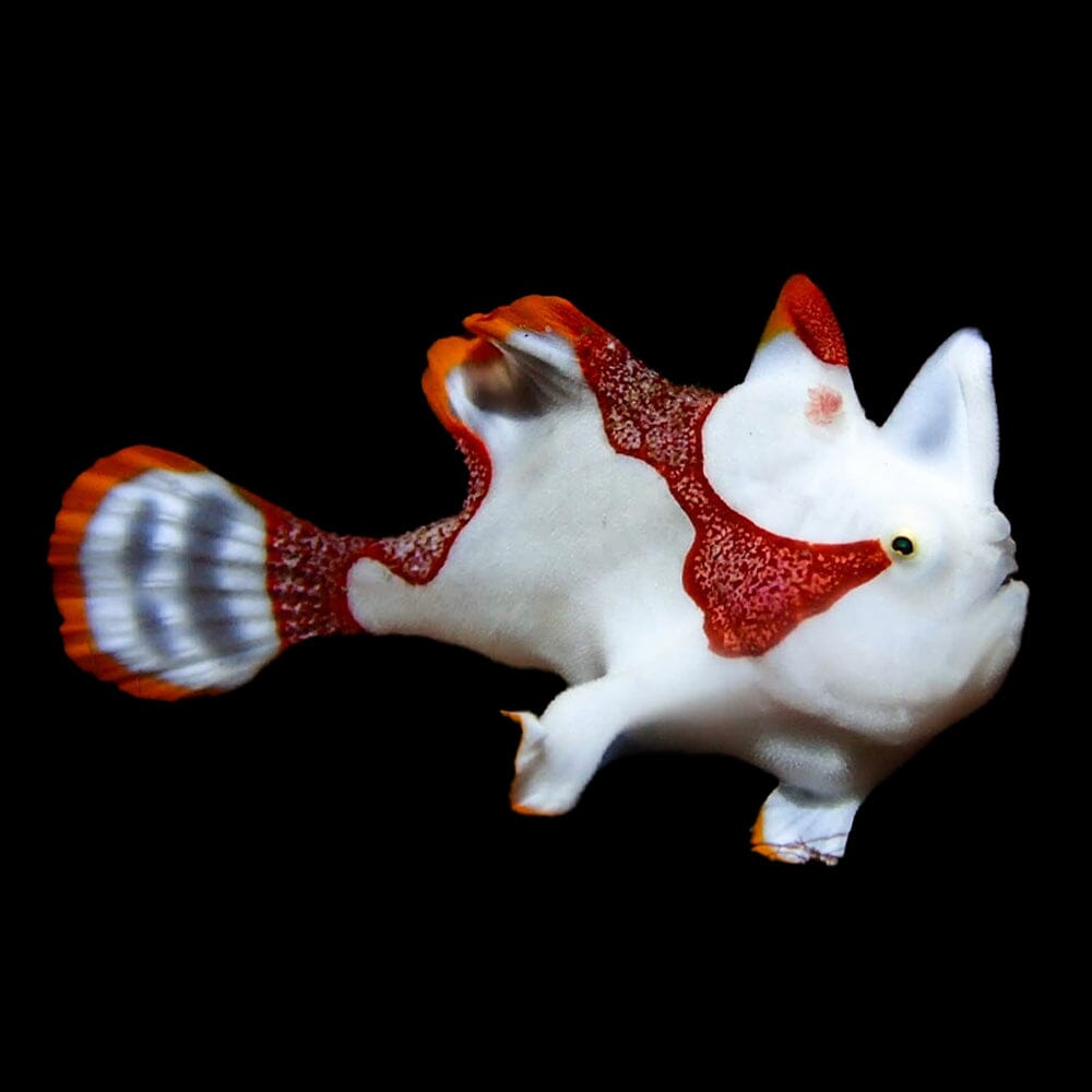 White Wartskin Angler Fish Reef Lounge USA