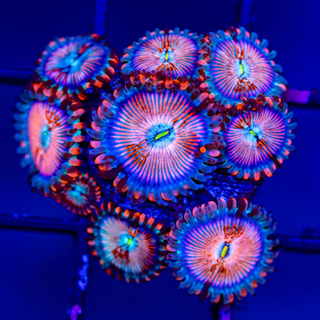 White Zombie Zoa Mini Colony - WYSIWYG Reef Lounge Norco