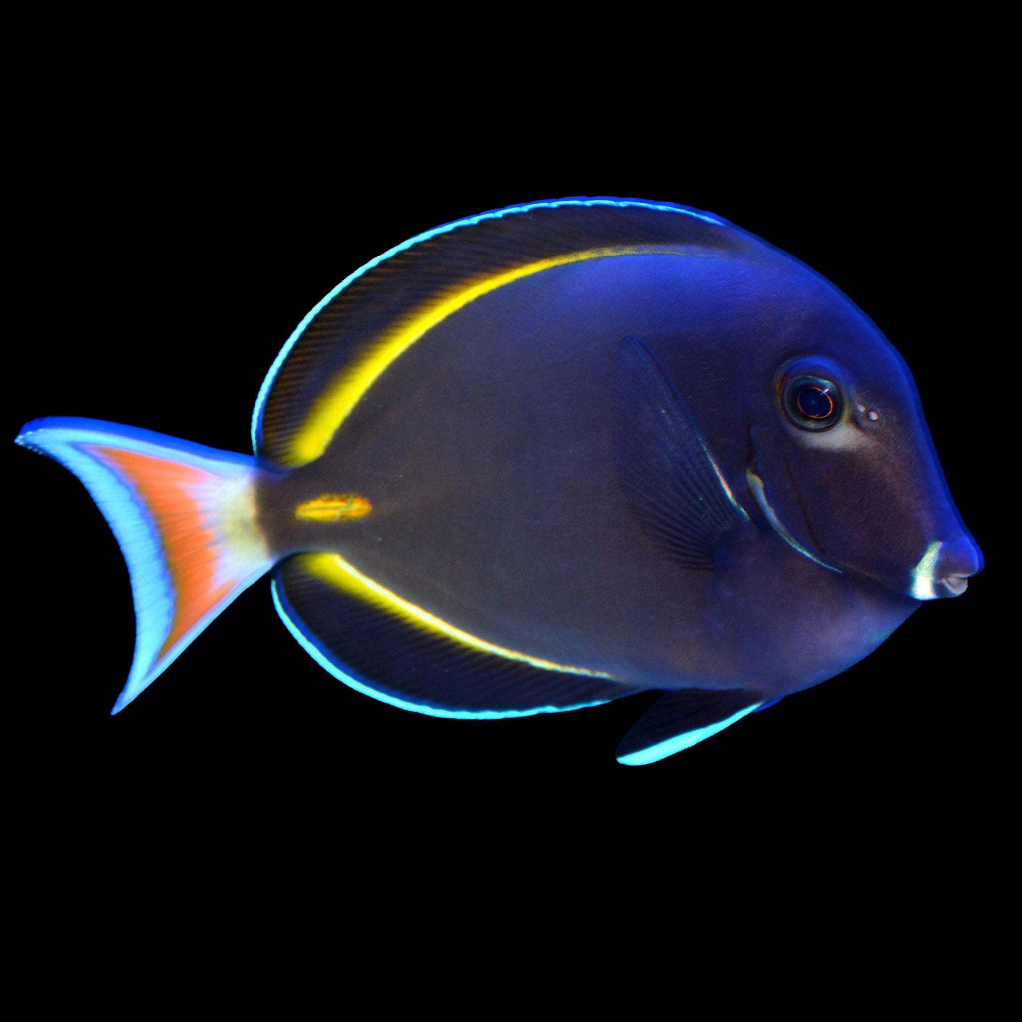 Whitecheek (Gold Rim) Tang Fish Reef Lounge Coral