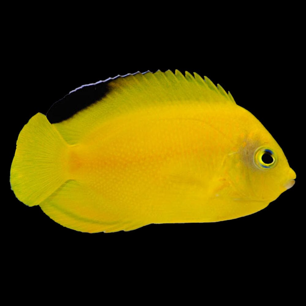 Woodhead's Angelfish Fish Reef Lounge Coral