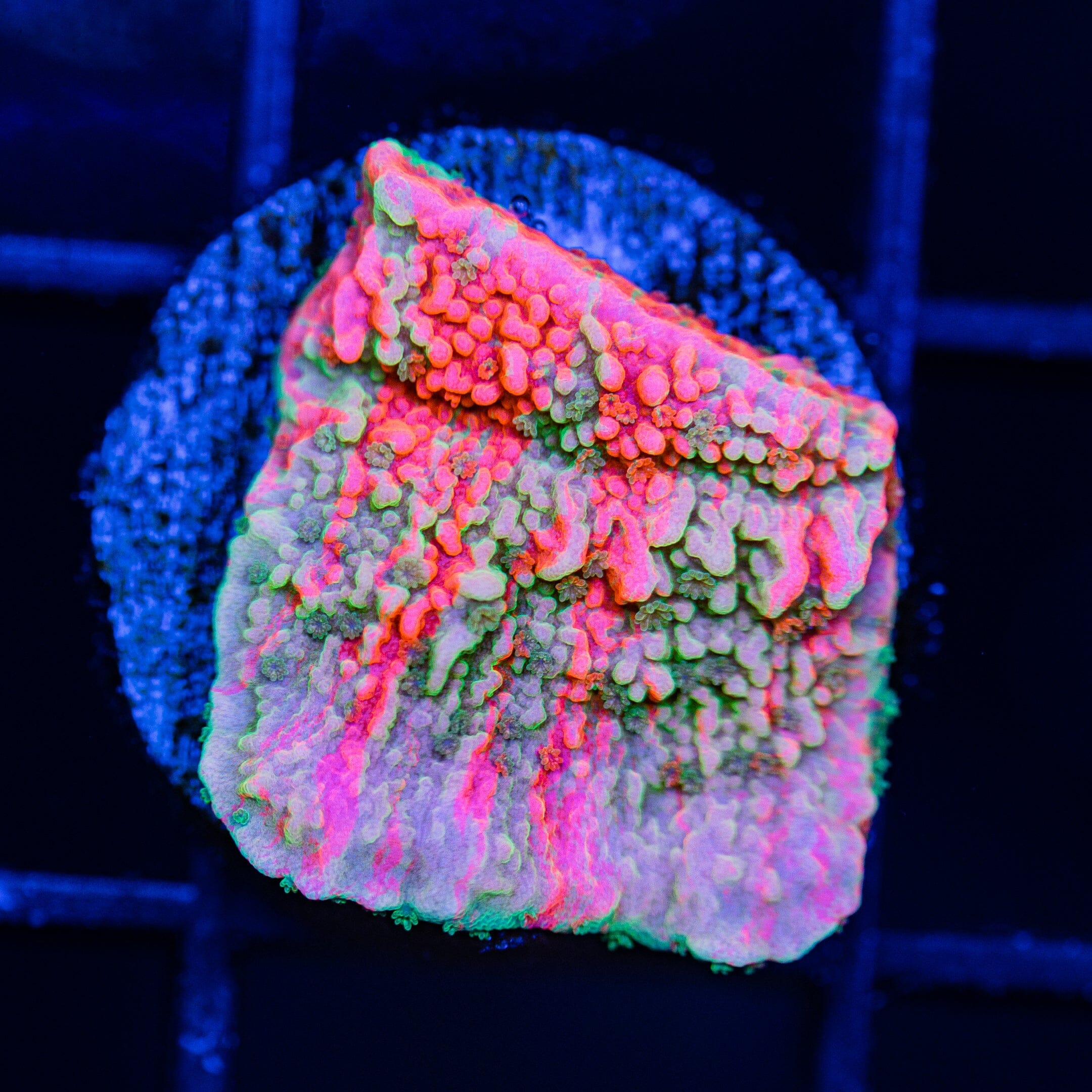 WWC Grafted Montipora Cap - WYSIWYG Frag Reef Lounge Norco
