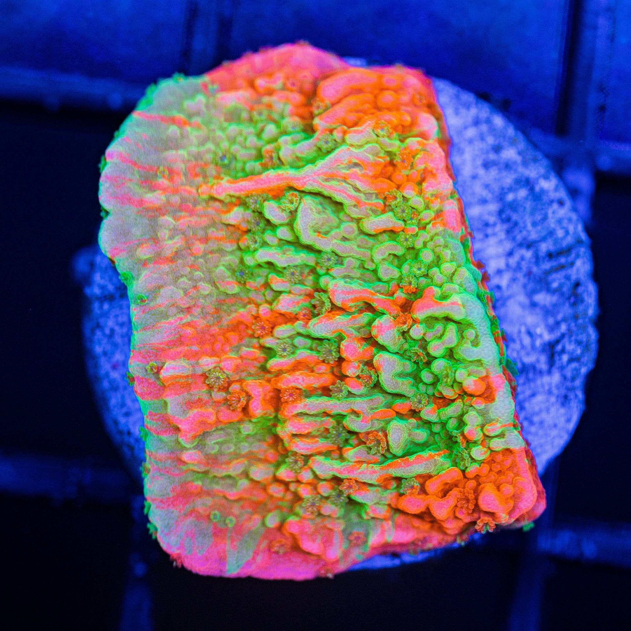 WWC Grafted Montipora Cap - WYSIWYG Frag Reef Lounge Norco
