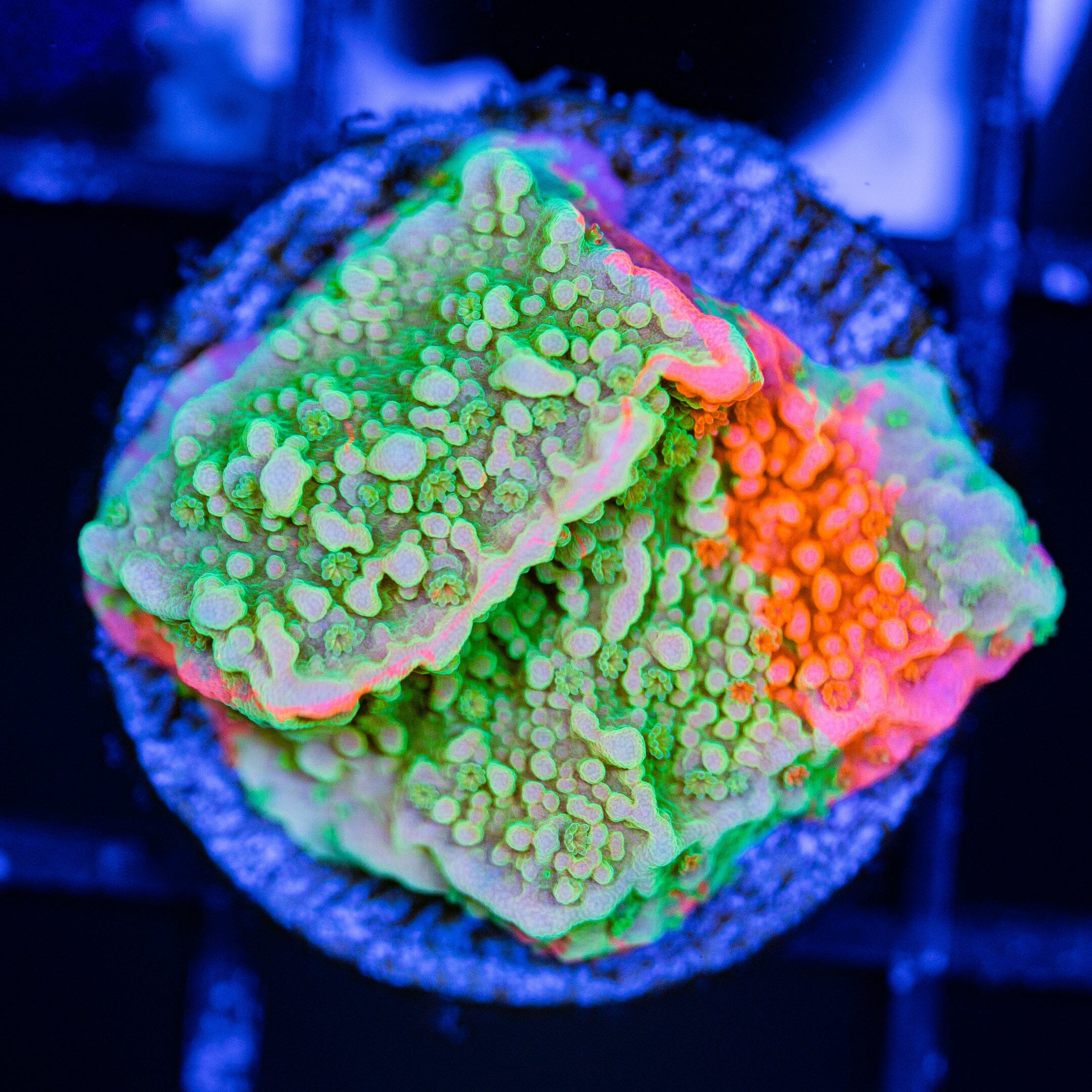WWC Grafted Montipora Cap - WYSIWYG Frag Reef Lounge Norco