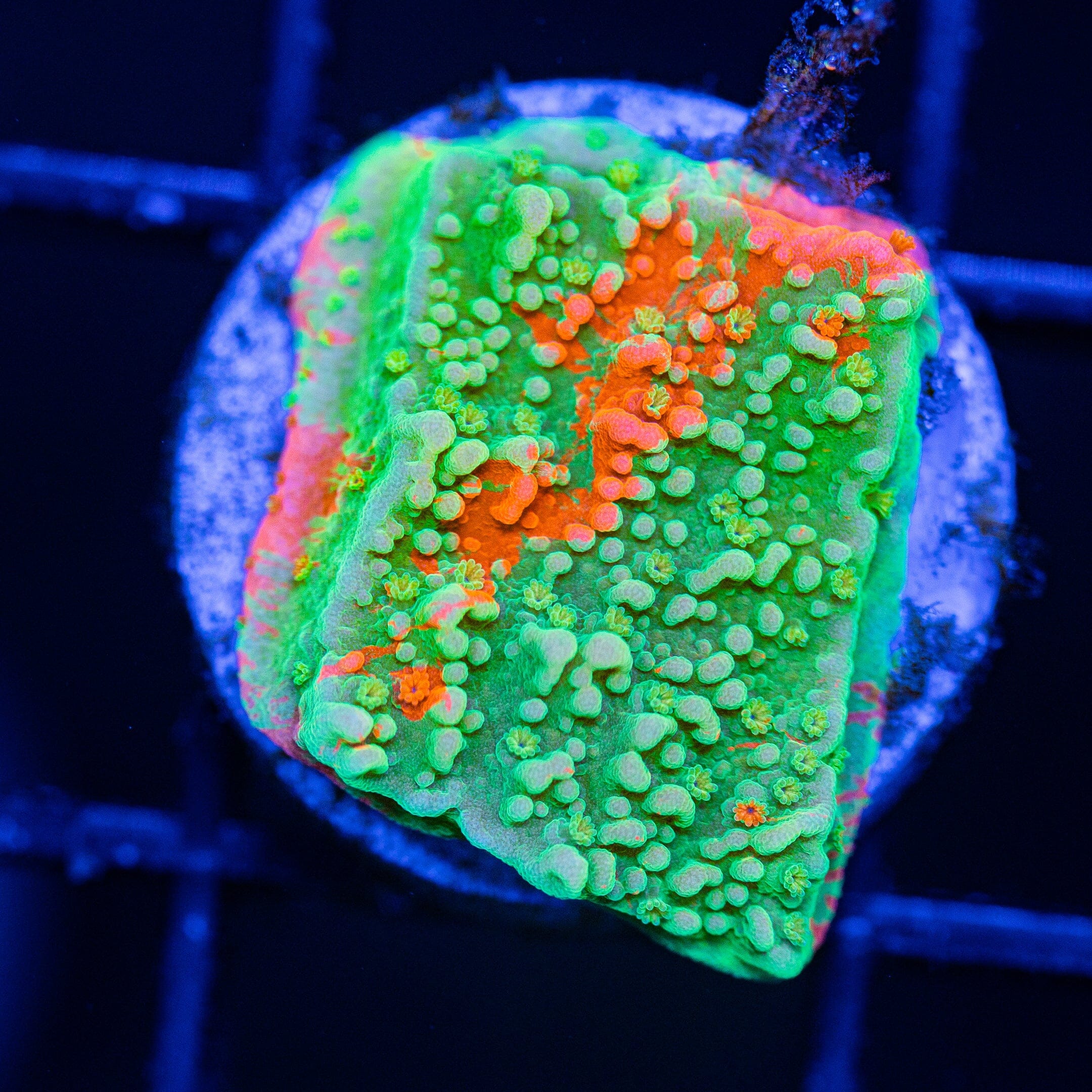 WWC Grafted Montipora Cap - WYSIWYG Frag Reef Lounge Norco