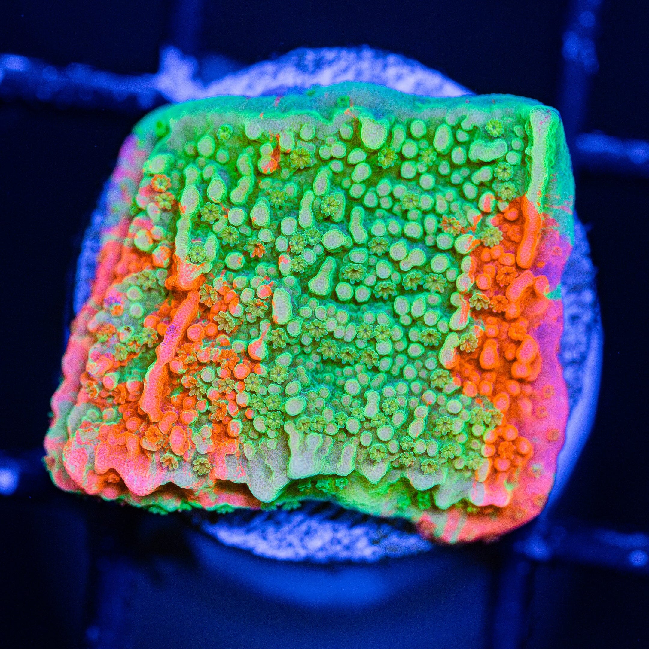 WWC Grafted Montipora Cap - WYSIWYG Frag Reef Lounge Norco