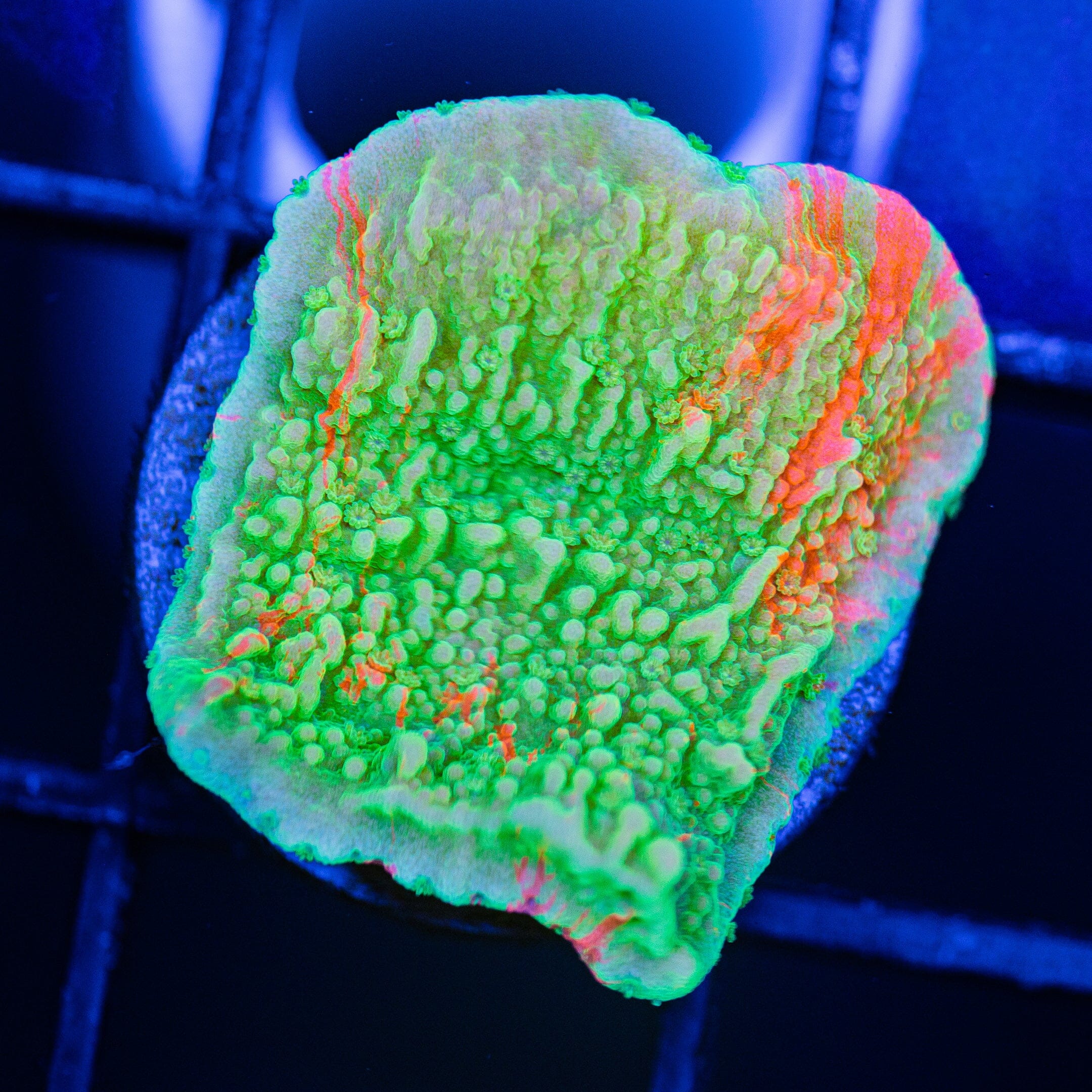 WWC Grafted Montipora Cap - WYSIWYG Frag Reef Lounge Norco