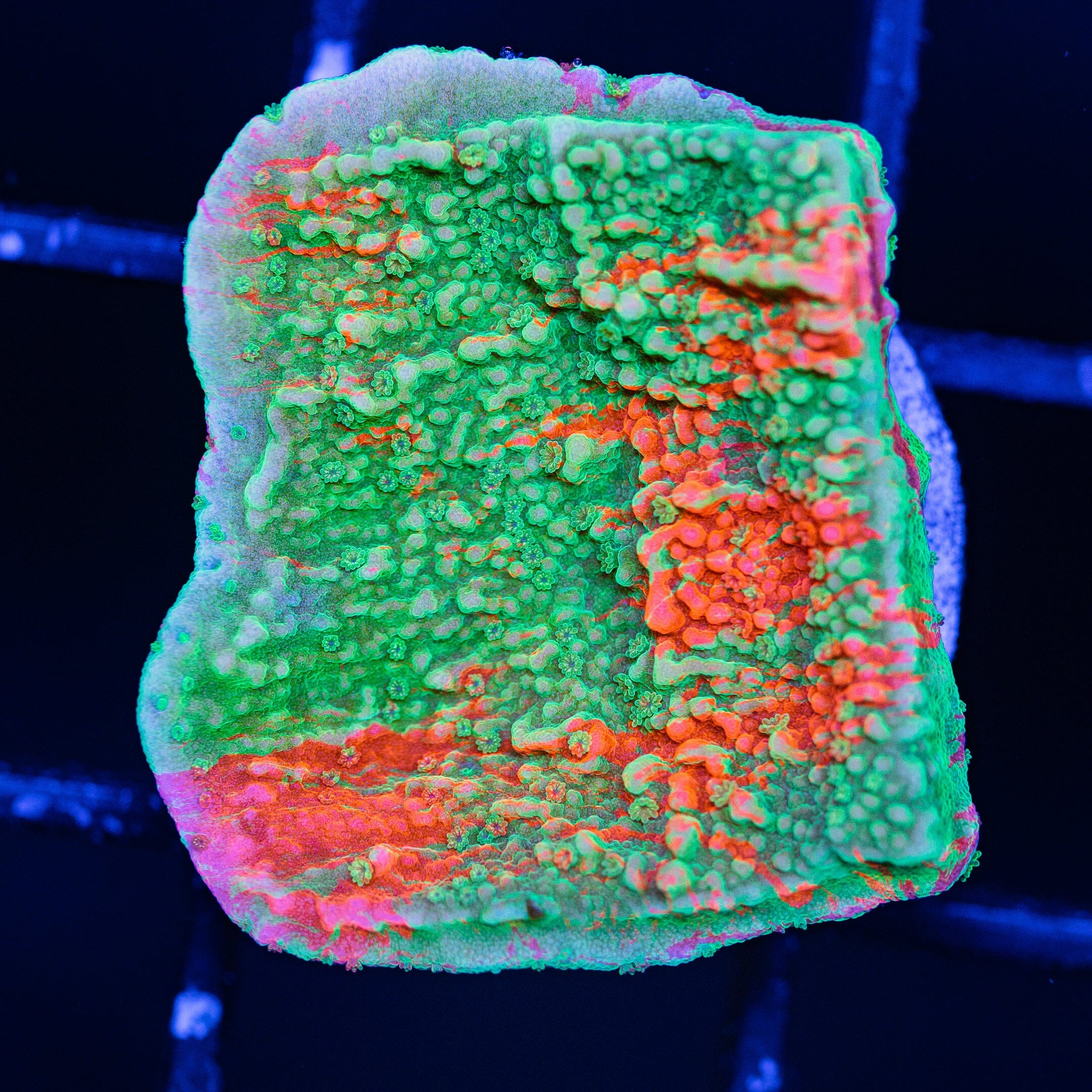WWC Grafted Montipora Cap - WYSIWYG Frag Reef Lounge Norco