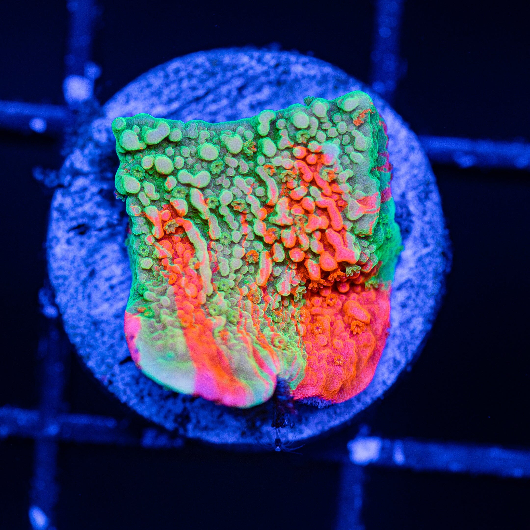WWC Grafted Montipora Cap - WYSIWYG Frag Reef Lounge Norco