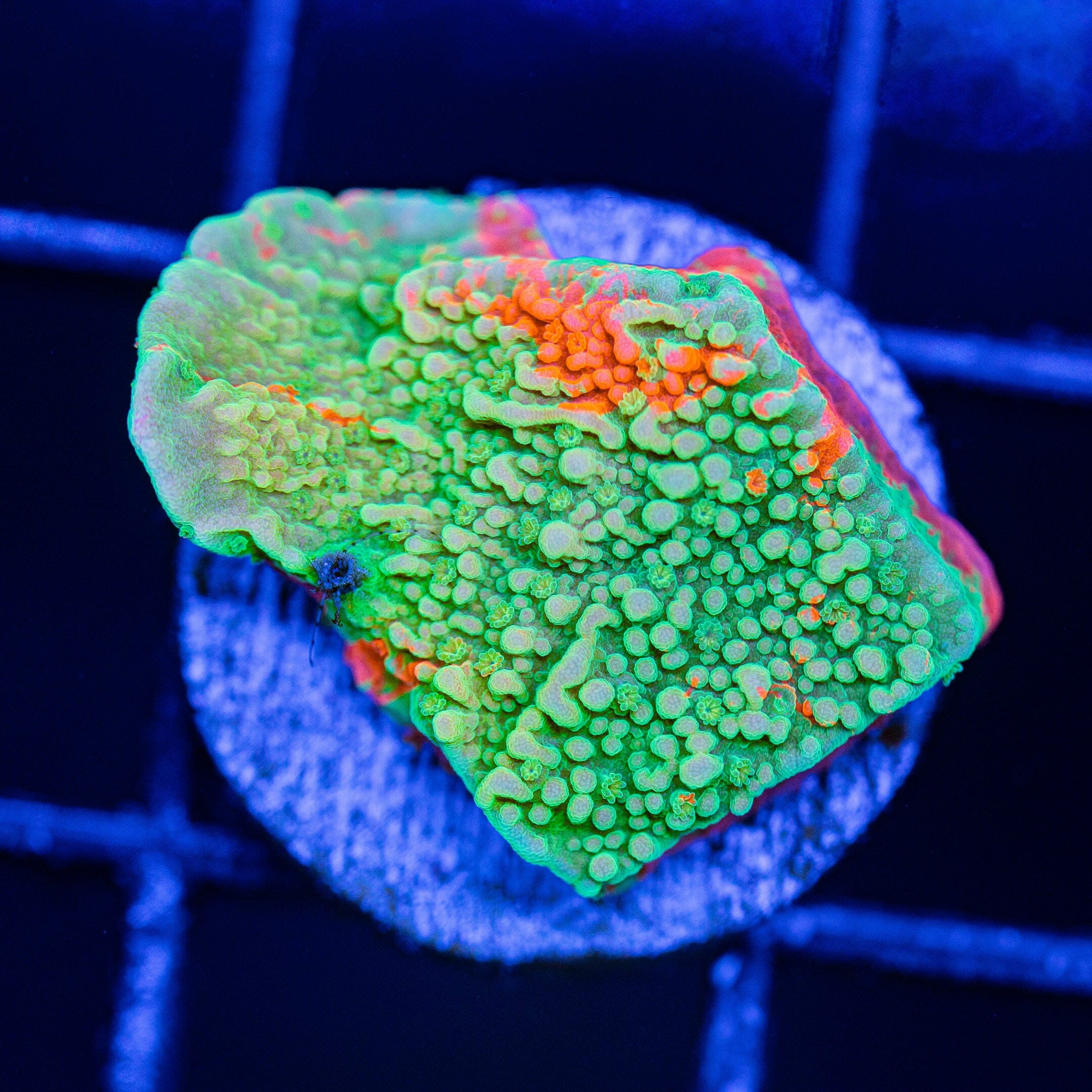 WWC Grafted Montipora Cap - WYSIWYG Frag Reef Lounge Norco