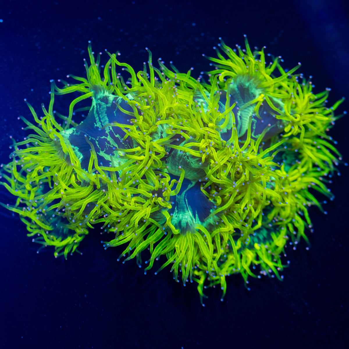 XL Lemon Drop Elegance Coral - WYSIWYG Reef Lounge Coral
