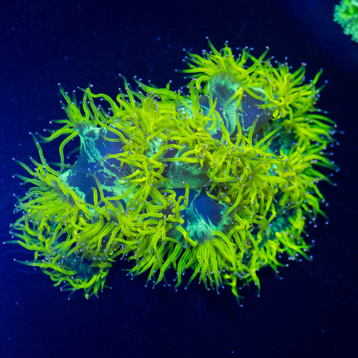 XL Lemon Drop Elegance Coral - WYSIWYG Reef Lounge Coral
