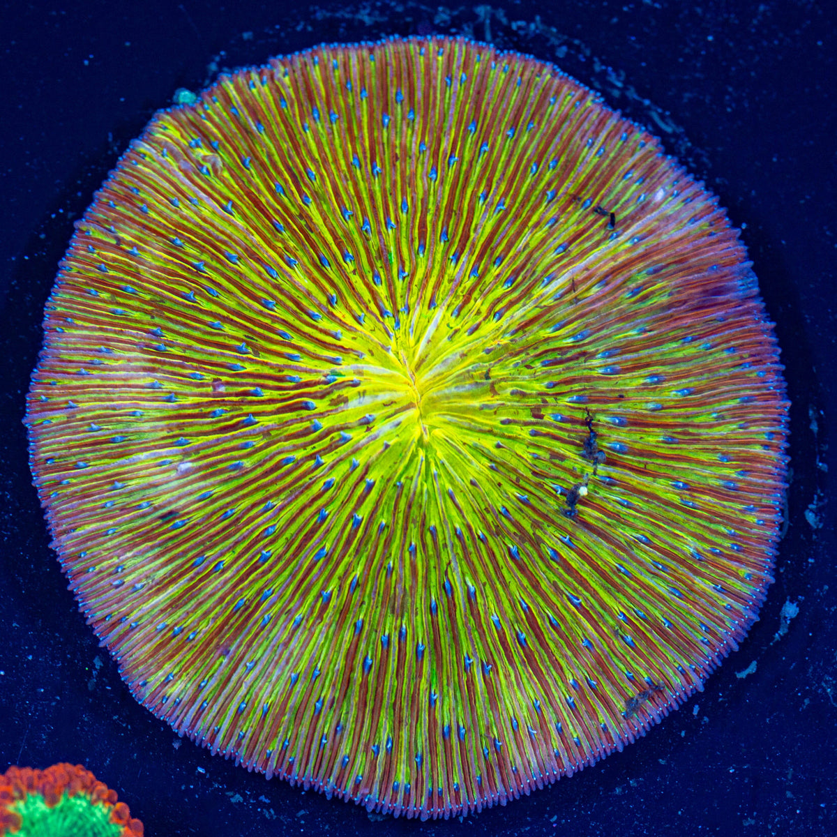 XL Supernova Plate Coral - WYSIWYG Reef Lounge Coral