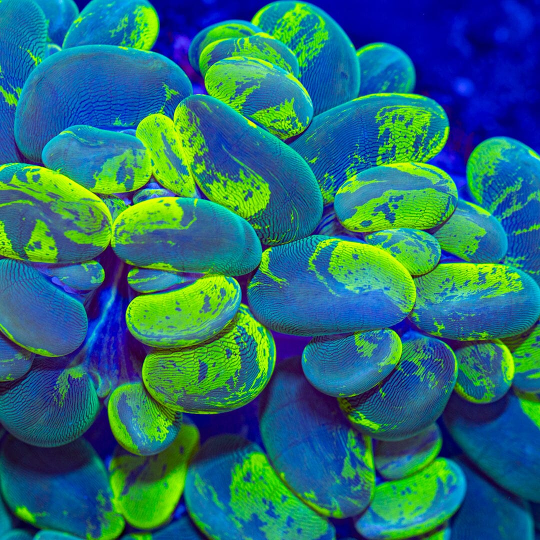 XXL Ultra Splatter Bubble - WYSIWYG Reef Lounge Norco