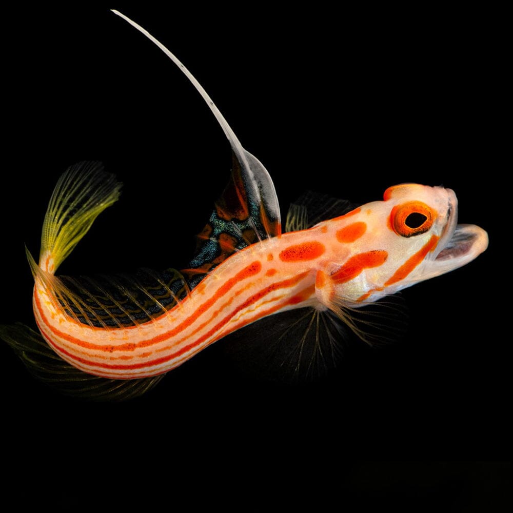 Yasha Goby Fish Reef Lounge USA