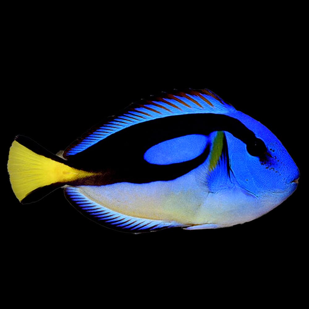 Yellow Belly Blue Tang Fish Reef Lounge USA