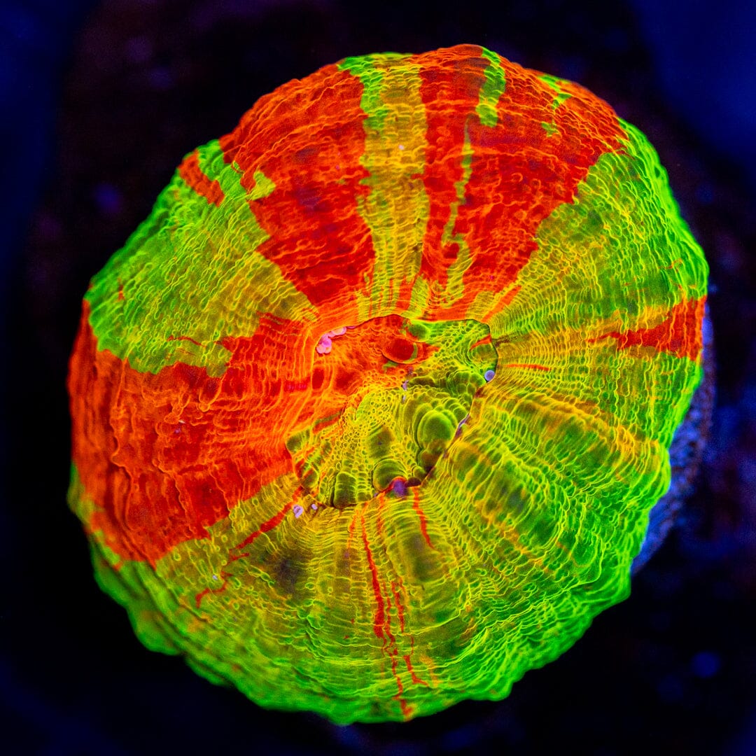 Yellow Bleeding Apple - Scolymia 9A - WYSIWYG Reef Lounge Coral