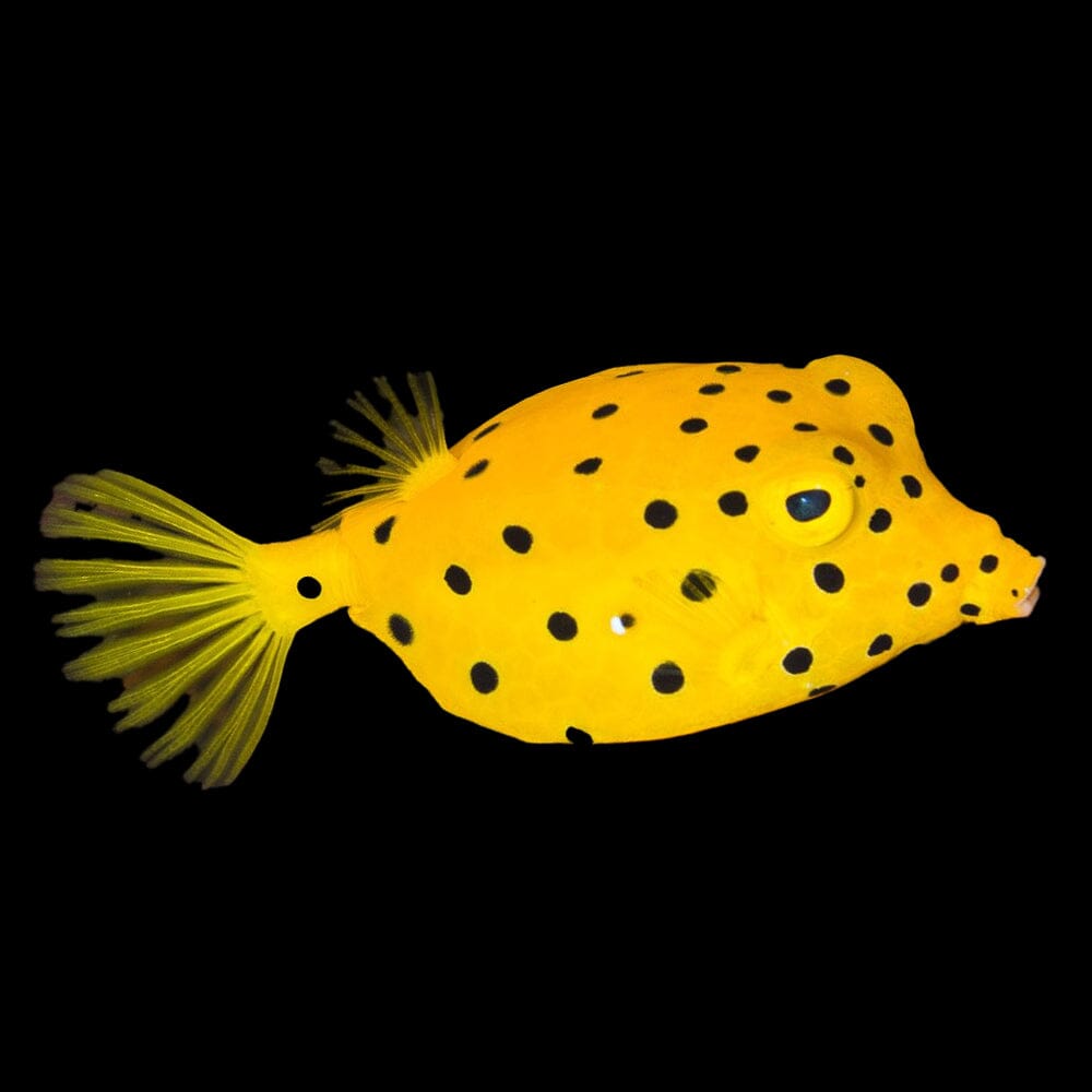 Yellow Boxfish Fish Reef Lounge USA