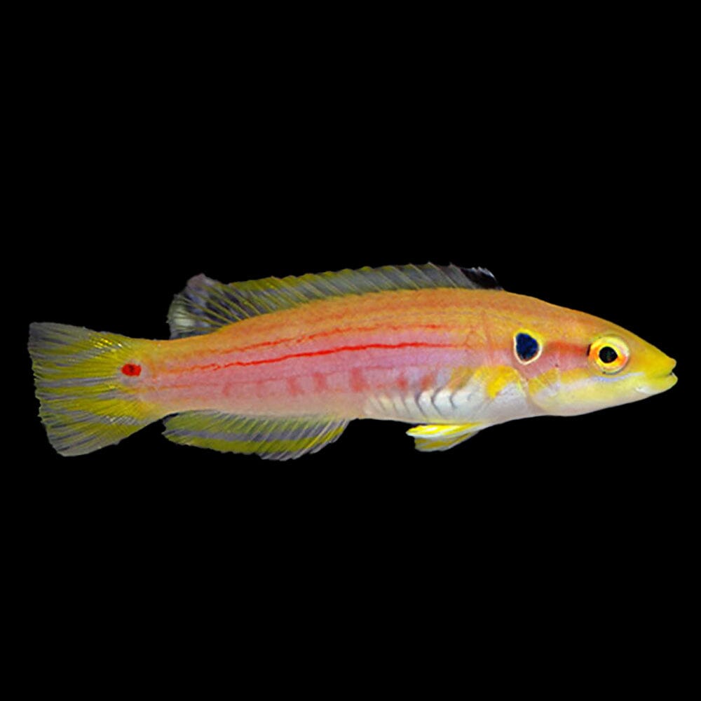 Yellow Candy Hogfish Fish Reef Lounge Coral