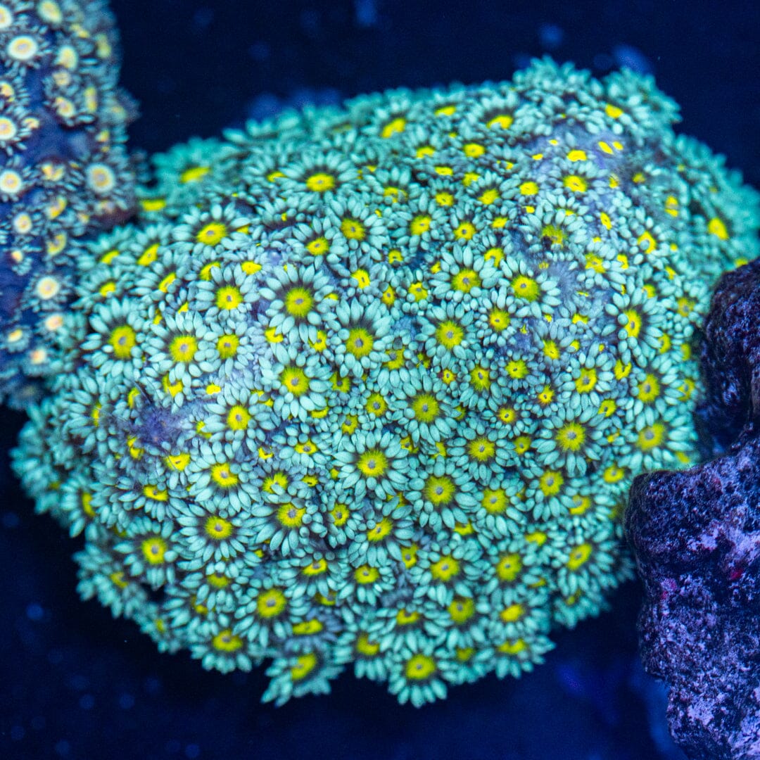 Yellow Eye Goniopora Colony 1A - WYSIWYG Reef Lounge Coral