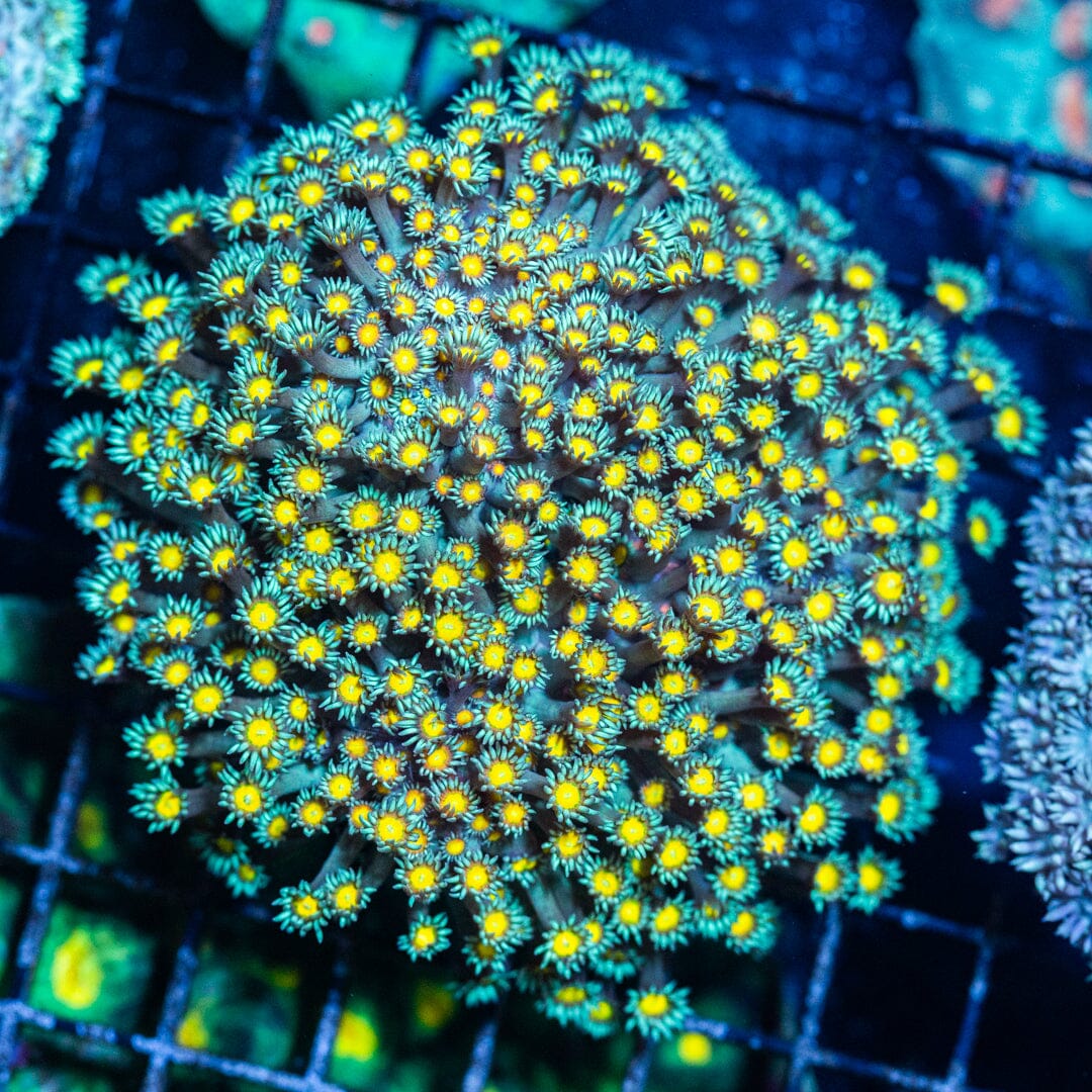 Yellow Eye Goniopora Colony 2A - WYSIWYG Reef Lounge Coral