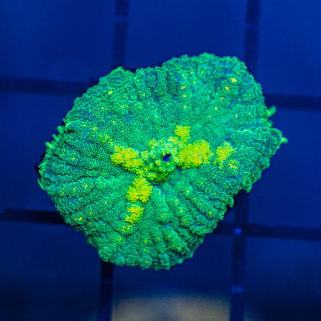 Yellow Eye Hulk Rhodactis Mushroom Reef Lounge USA