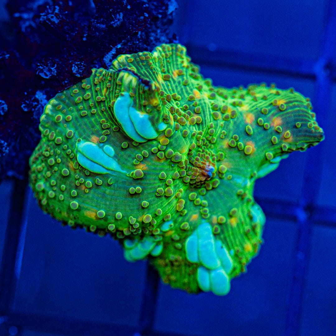 Yellow Freckle Bounce Mushroom Reef Lounge USA