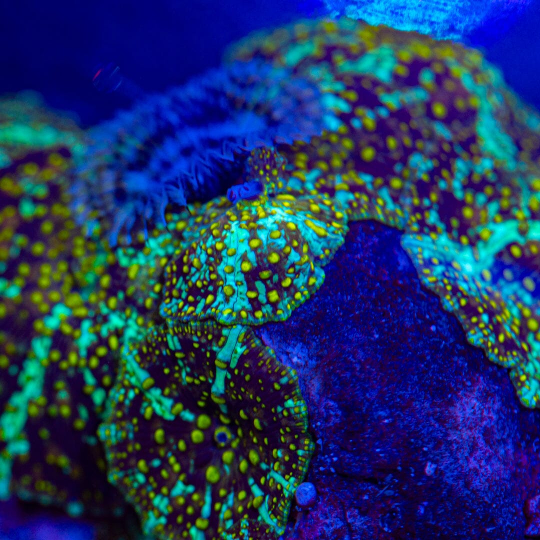 Yellow Freckle Discosoma Colony - WYSIWYG Reef Lounge Norco