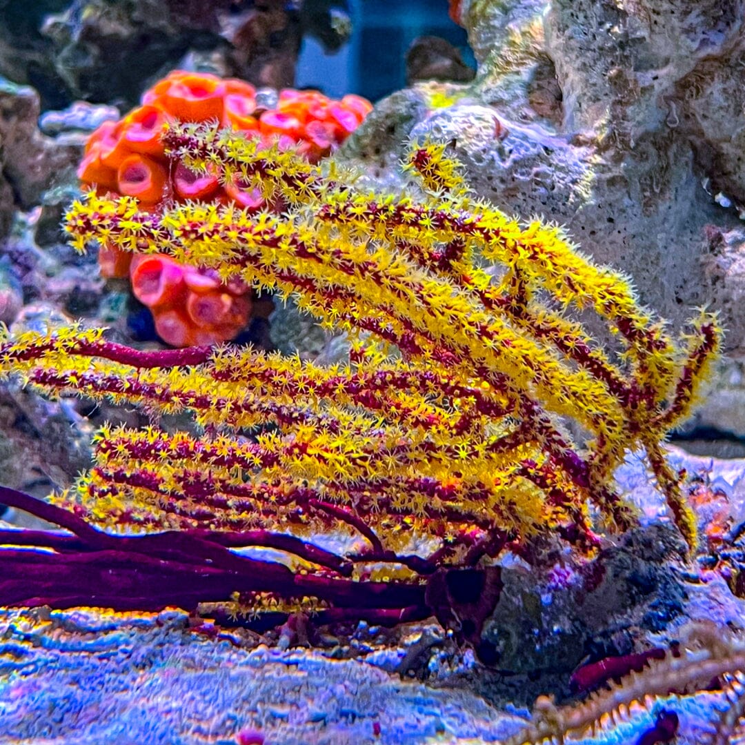Yellow Polyp Gorgonian Reef Lounge Coral